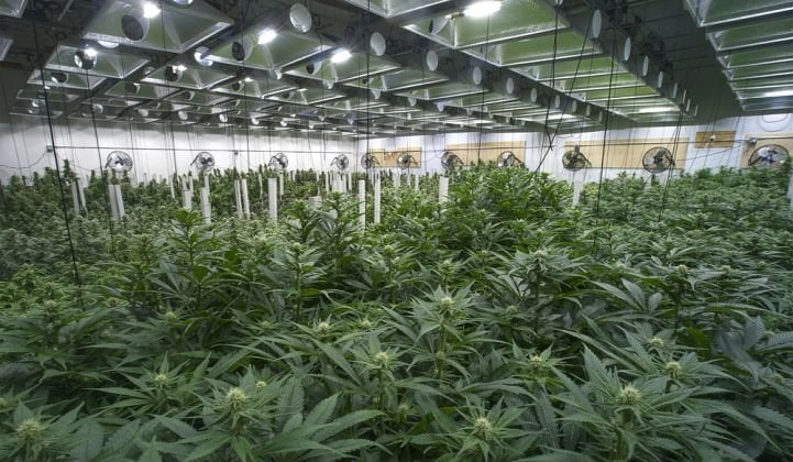 Wisconsin Medical Marijuana Law does not allow grow operations